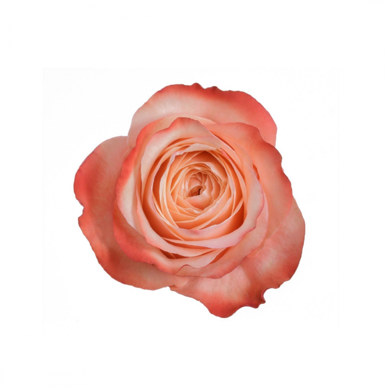 10 Kahala rosebukett - Bilde 2