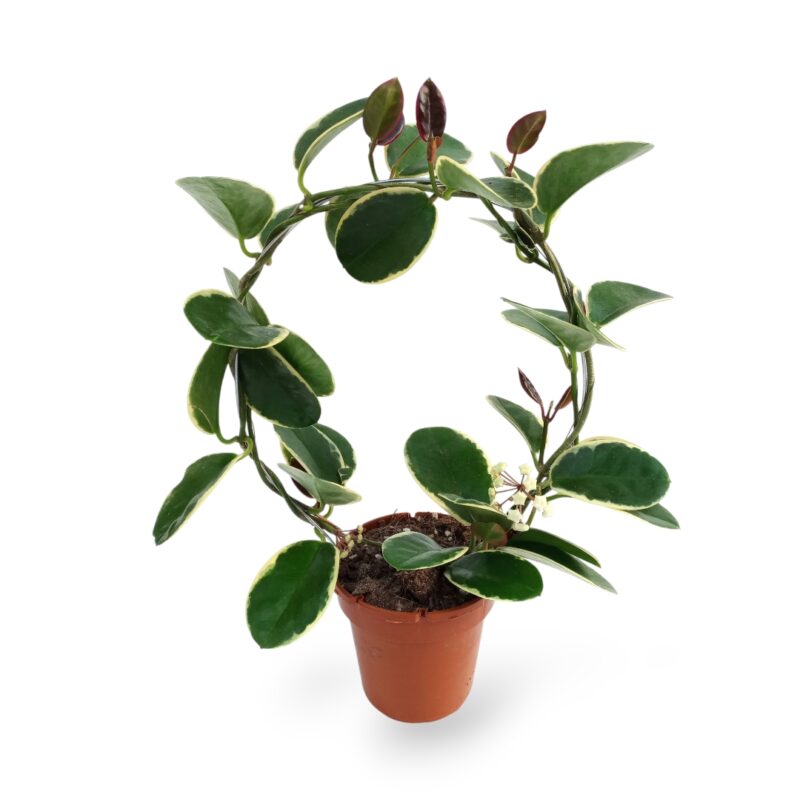 Porselensblomst "Hoya" P12cm på bøyle - Bilde 2