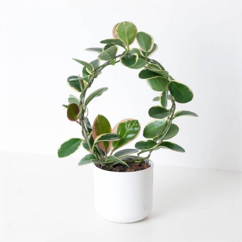 Porselensblomst "Hoya" P12cm på bøyle