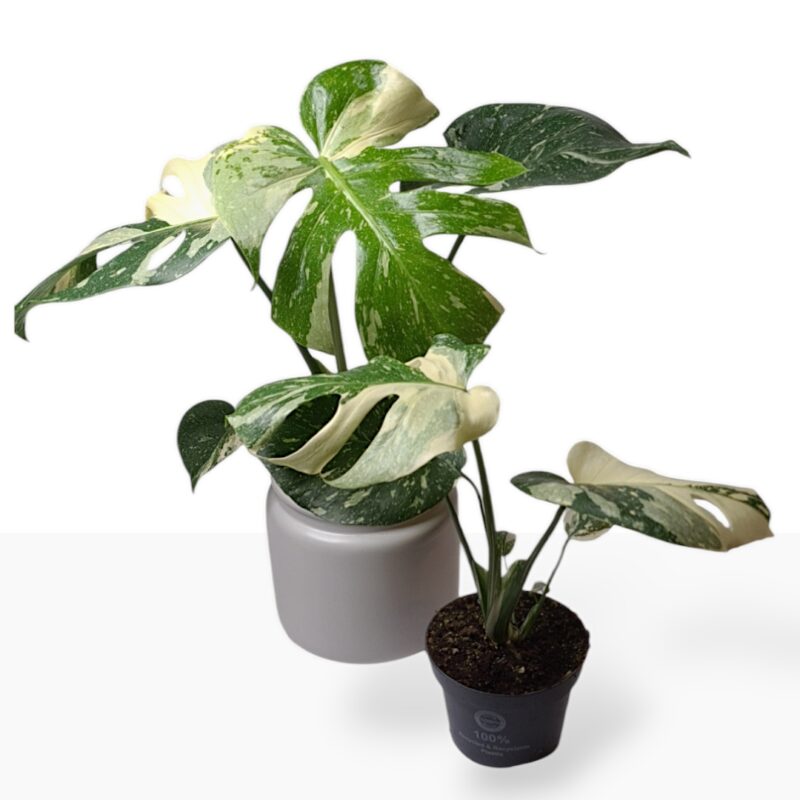 Monstera variegata 'Thai Constellation' P11cm - Bilde 2