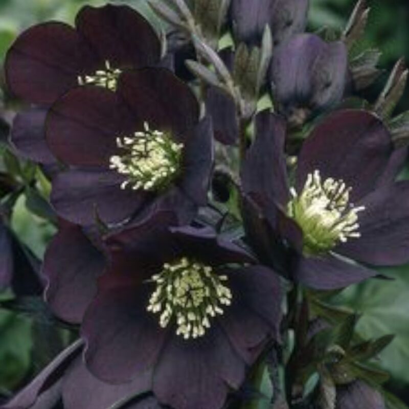 Helleborus «Abigail Black» plante-P15cm - Bilde 4