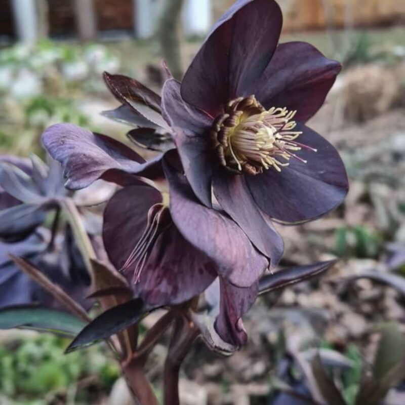 Helleborus «Abigail Black» plante-P15cm - Bilde 3