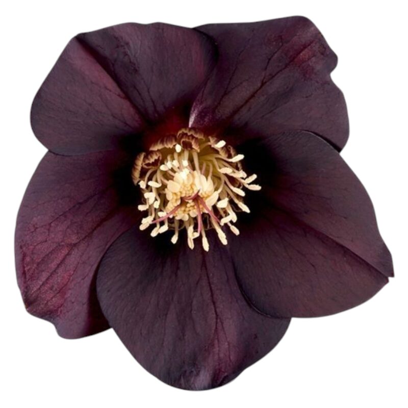 Helleborus «Abigail Black» plante-P15cm