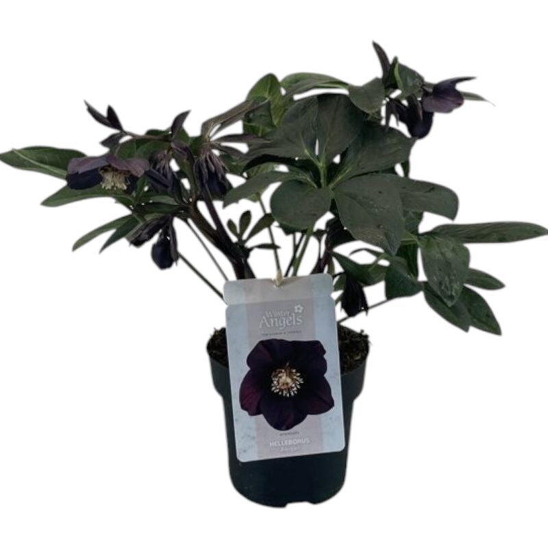 Helleborus «Abigail Black» plante-P15cm - Bilde 2