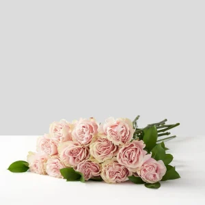 Rosa roser Pomarosa Xl